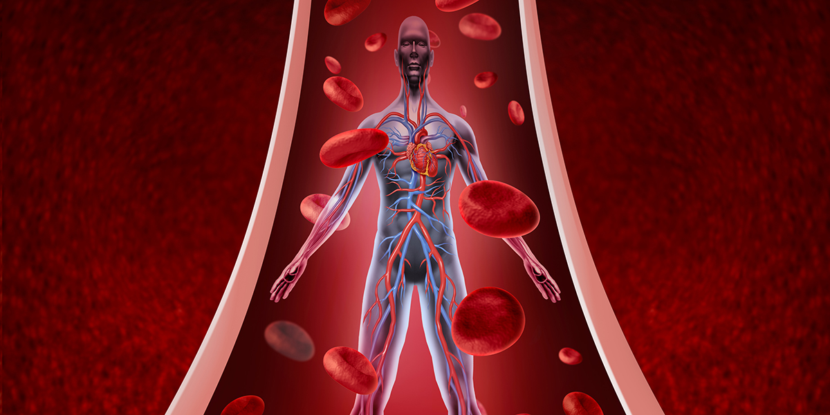 Human circulation health as a heart cardiovascular concept with human anatomy from a healthy body flowing down a vein or artery with blood cells as a medical symbol of circulatory fitness.