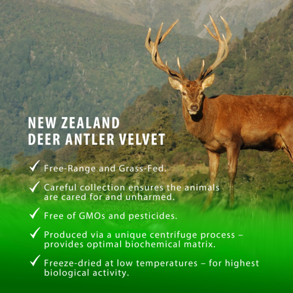 Deer Antler Velvet Capsules - Image 2