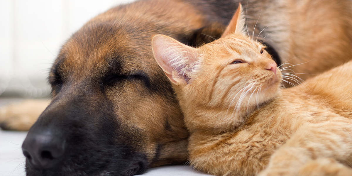 Cat and dog resting together