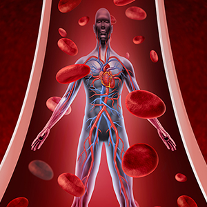 Human circulation health as a heart cardiovascular concept with human anatomy from a healthy body flowing down a vein or artery with blood cells as a medical symbol of circulatory fitness.