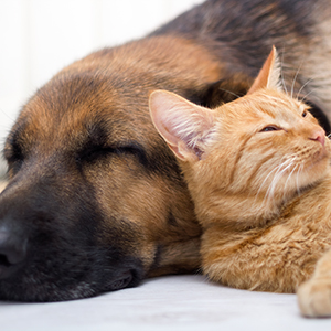 Cat and dog resting together